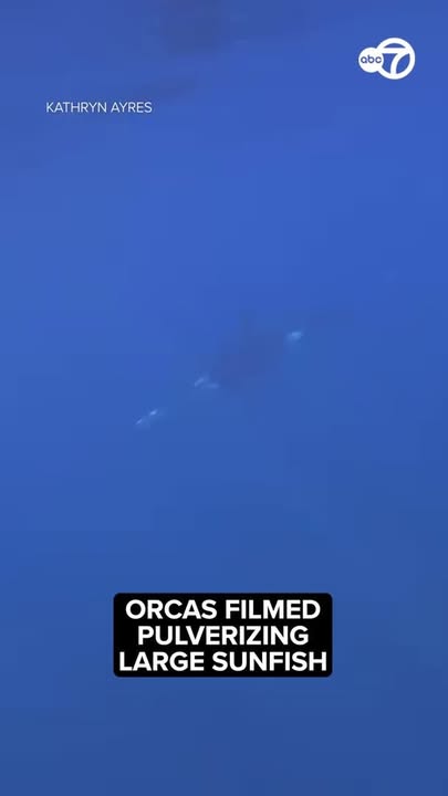 A group of orcas was captured on camera engaging in what scientists call "ram-to-fragment" behavior. One whale holds a large sunfish and lets go just before another rams it at high speed, pulverizing the fish into thousands of pieces. In a new study, scientists say the behavior could be a clever way to feed the young, a form of play, or a combination of both.