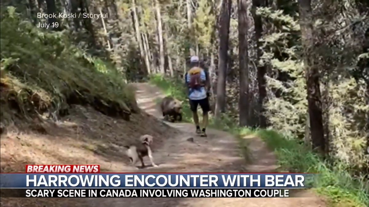 A couple from Washington state hiking with their dog in Alberta, Canada, encountered a massive brown bear that followed them along the trail. Alex Stone has more on what the couple did to escape and get to safety.