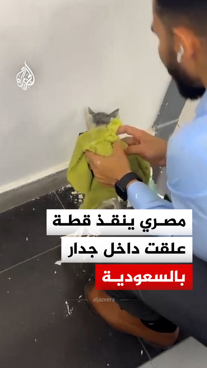 حفر بالجدار لإخراجها.. مصري ينقذ قطة صغيرة علقت داخل جدار في المدينة المنورة بالسعودية #فيديو