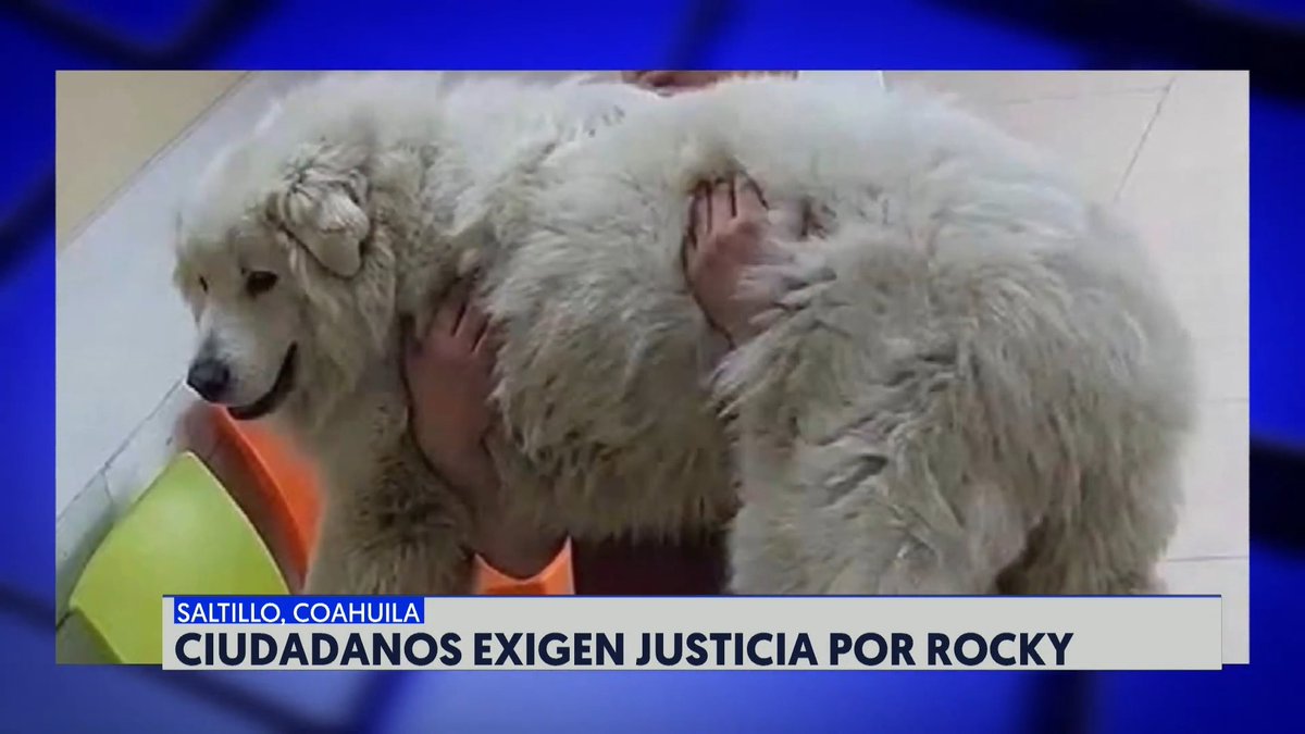 #ElFinancieroTV | Rocky, un perrito que fue arrastrado por varios metros por una camioneta y atropellado por al menos 3 veces, falleció por las graves heridas; la responsable era su dueña y dijo que lo hizo para vengarse de su esposo por buscar el divorcio. 📺: Sofía Villalobos
