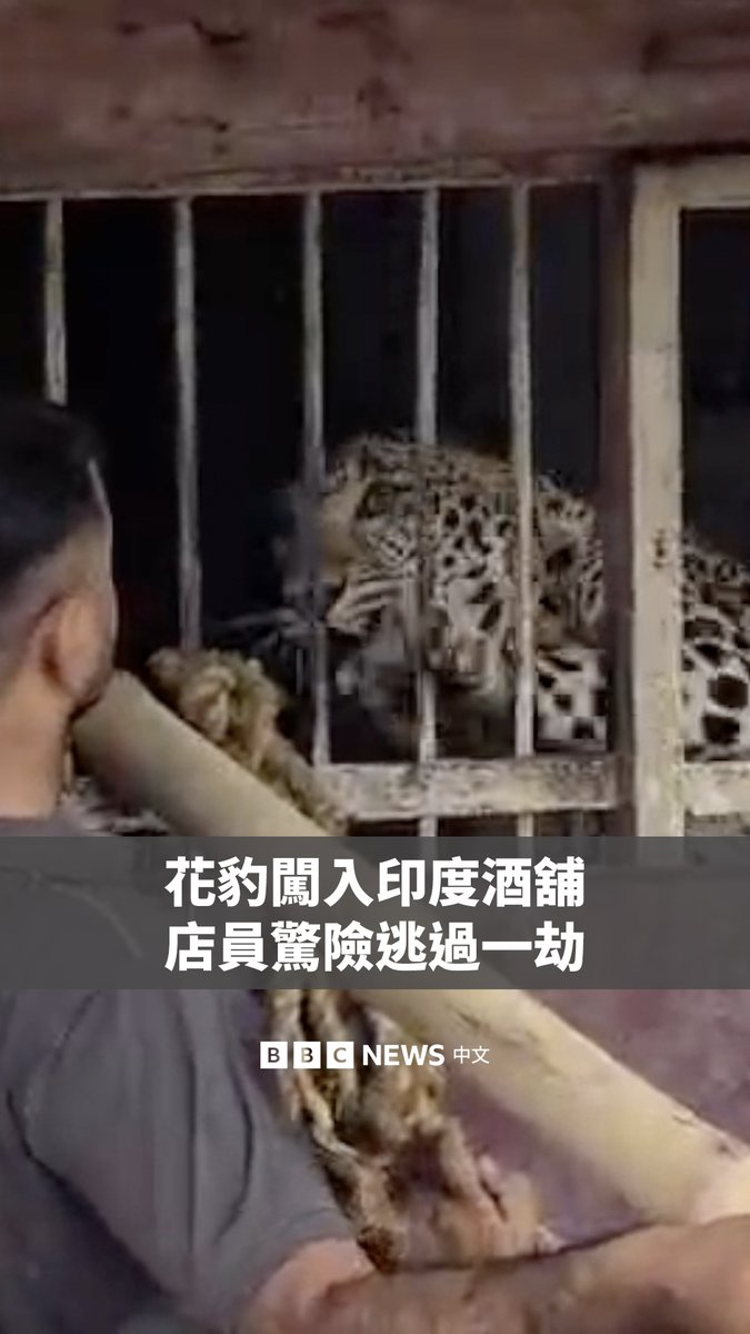 在印度西北部拉贾斯坦邦，一只花豹闯入一家酒铺并攻击员工。随后，花豹躲藏在柜台附近，两名员工趁机逃离，其他人则协助关上店门，将花豹困在店内。 经过近五个小时的救援行动，花豹被麻醉并成功捕获。当地政府表示，花豹后来被野放回自然栖地。