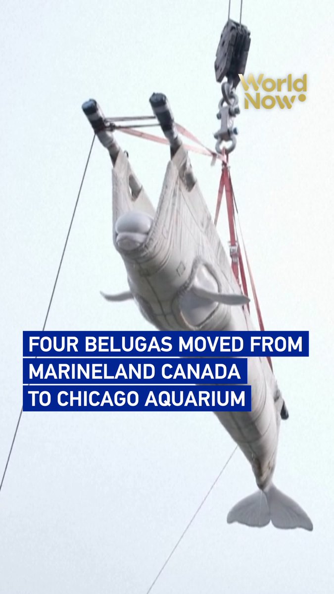 Four beluga whales have been transported from Marineland Canada to Chicago's Shedd Aquarium, becoming part of the first group moved out of the Niagara Falls marine park since it closed to visitors in 2024. #WorldNow