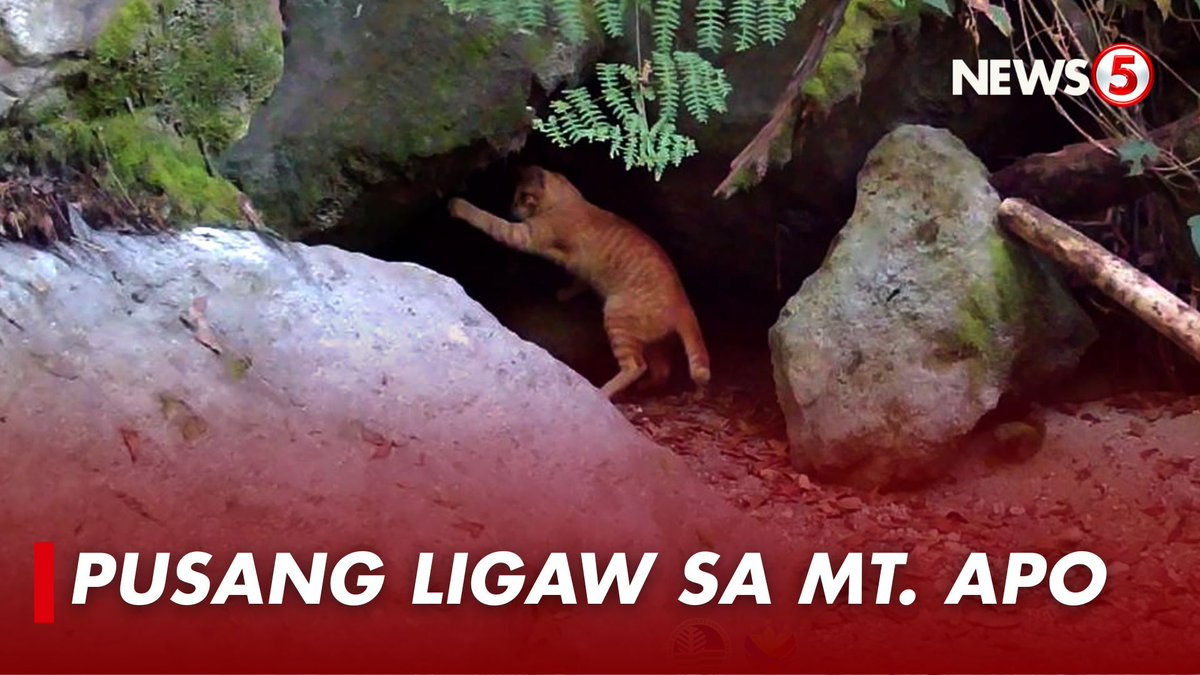 PUSANG LIGAW SA MT. APO Nagbahagi ang Department of Environment and Natural Resources (DENR) Davao Region ng kuhang video ng mga feral cat o pusang ligaw sa Mt. Apo Natural Park. Ikinababahala ng DENR ang sightings ng mga pusa sa lugar dahil sa posibleng banta nito sa wildlife. "While feral cats are skilled predators, they are not native predators in the ecosystems of Mt. Apo. Their presence places additional pressure on wildlife that did not evolve alongside them, particularly species that forage on the forest floor," ayon sa post ng DENR Davao Region. Kaya paalala nila sa mga bumibisita sa bundok, huwag pakainin ang mga makikitang pusa sa lugar. Iwasan din ang pag-iwan ng tirang pagkain o kalat.