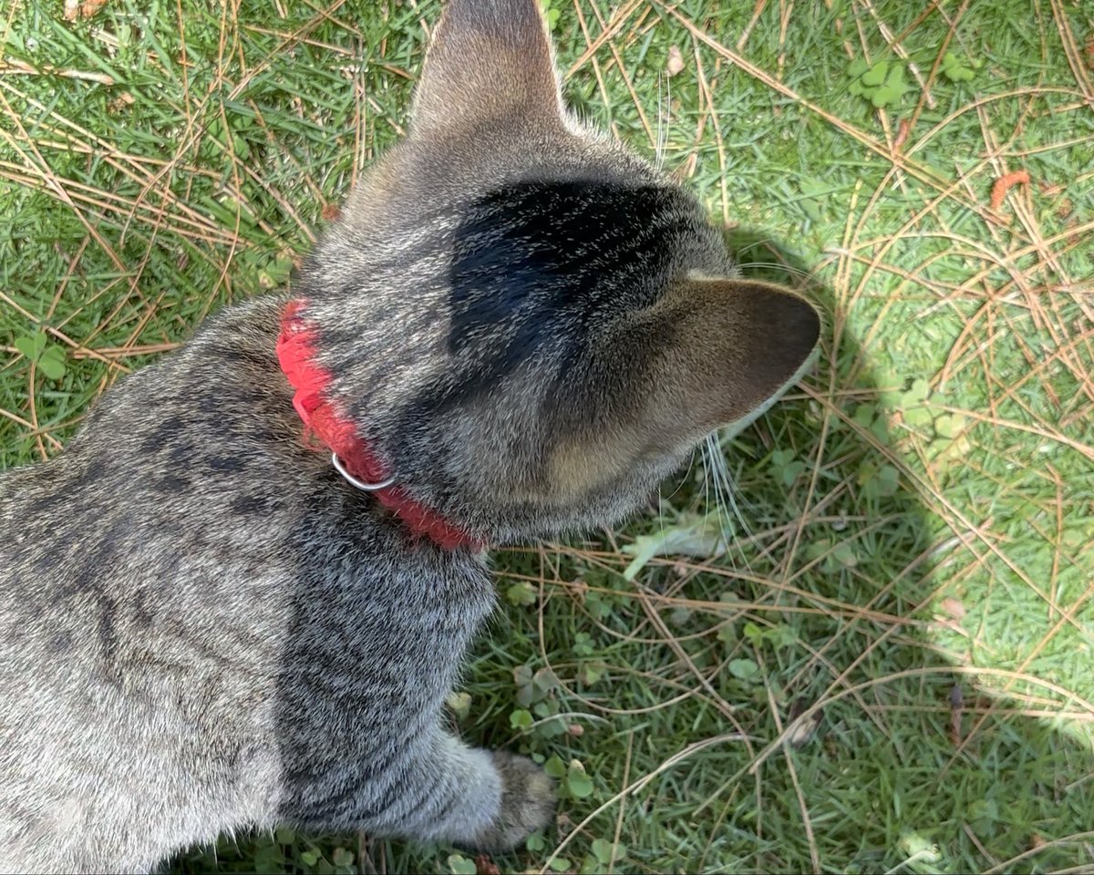 selain diinjek, rumputnya juga dimakan sama dia, ujung-ujungnya MUNTAH😭💔 jujur kasiannnn… tunggu ya meng besok aku bawain mam😿