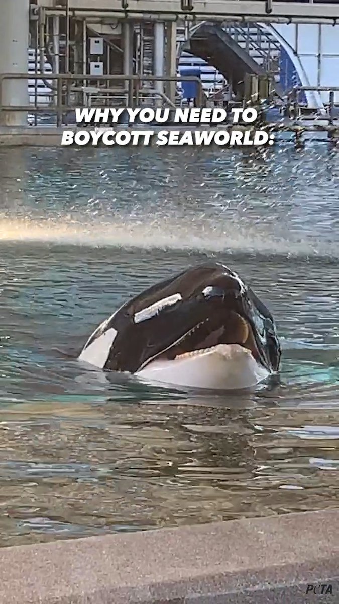 These issues with SeaWorld are just the tip of the iceberg 💔 Abuse, exploitation, and death run deep at this abusement park. Discover why you should NEVER go to SeaWorld, and then take action ✊ #BoycottSeaWorldDay