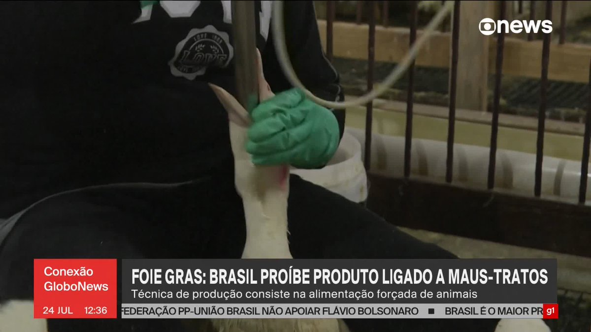 Brasil proíbe foie gras após classificar técnica como maus-tratos. Lula sancionou nesta sexta-feira (24) um projeto de lei que regulamenta o tema. #ConexãoGloboNews ➡ Assista à #GloboNews: