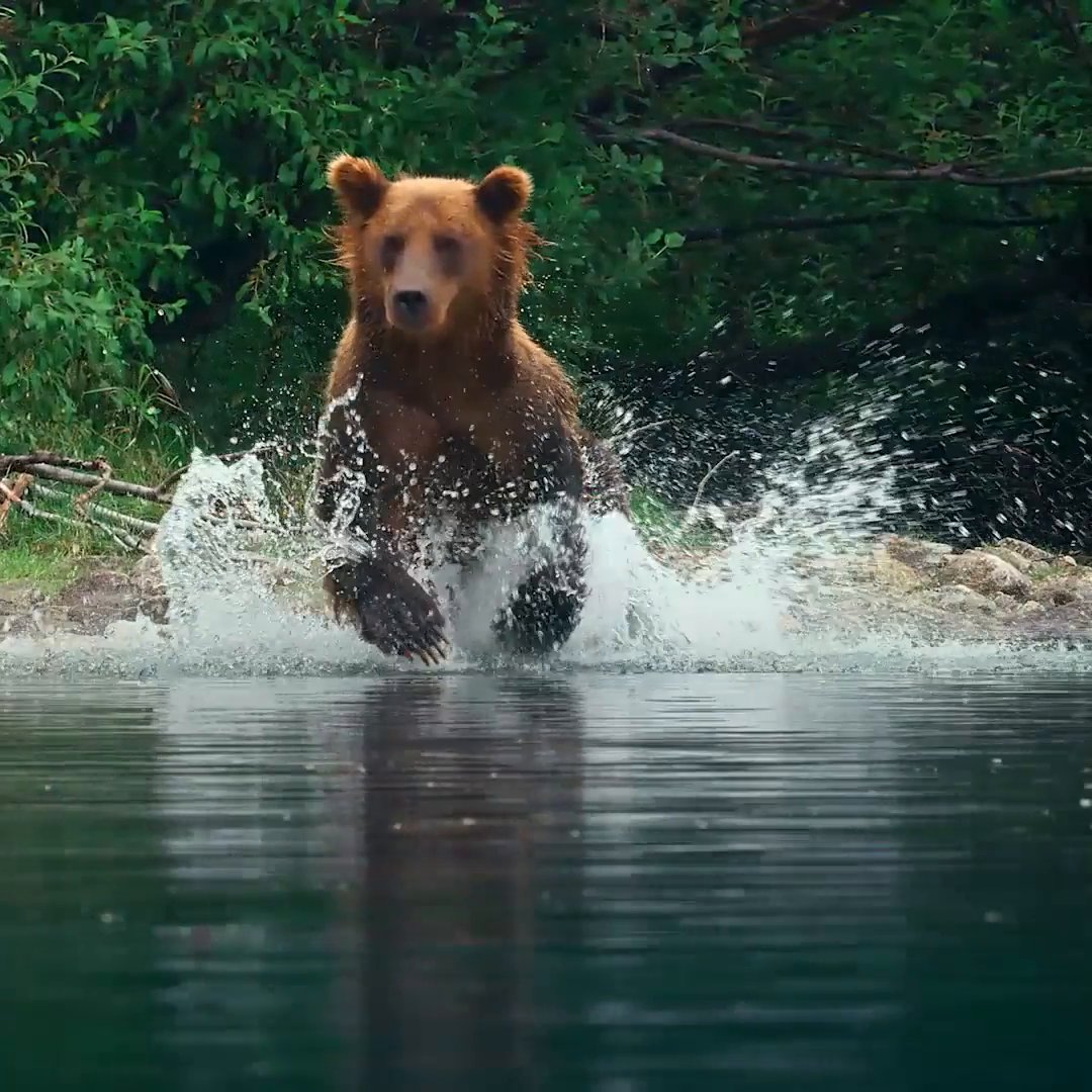 As salmon return to the waters of Lake Clark, they provide a veritable feast for the park's brown bears—if they can catch them 🐻 #AmericasNationalParks is streaming on Disney+.