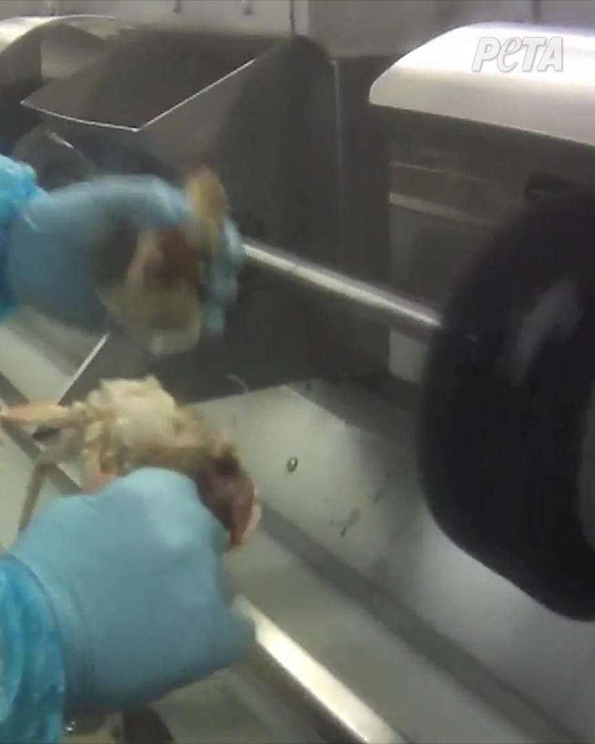 You’d be horrified if the crab was a dog. Ask yourself why. #EndSpeciesism 🦀