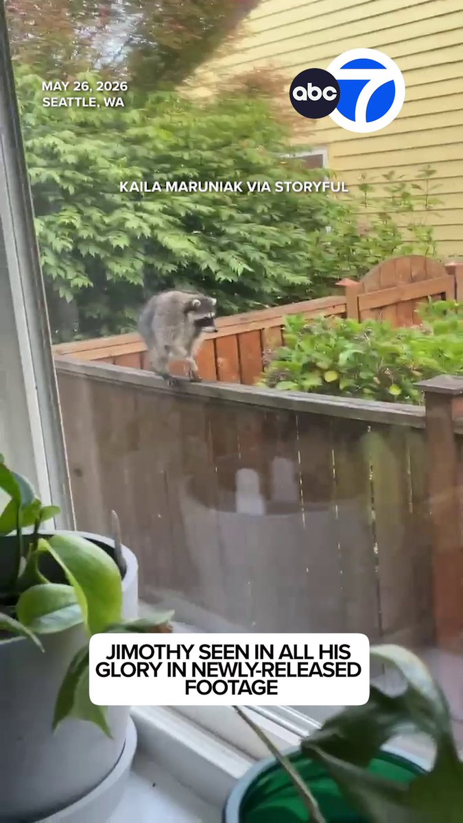 Jimothy, the beloved raccoon that went viral due to his unique proportions, was spotted in Seattle as early as May 2026, newly released footage shows. Videos of Jimothy, who has a spinal condition that makes his midsection small, has become an instant symbol of Seattle as the raccoon amassed an online cult following. 🦝❤️