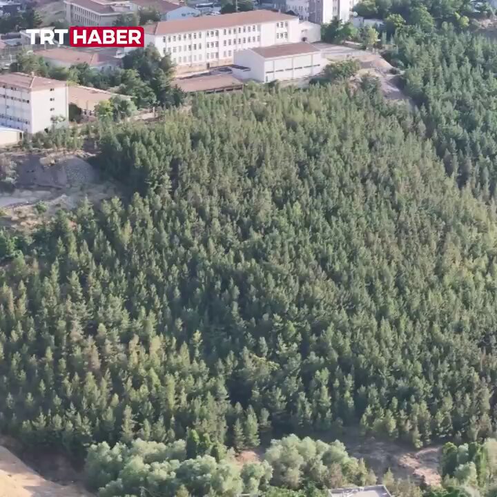 Mardin’de yaşayan bu amcamız 30 senedir diktiği fidanlarla kurak bir yeri ormana çevirmiş. Bana göre en büyük vatanseverlik budur ❤️