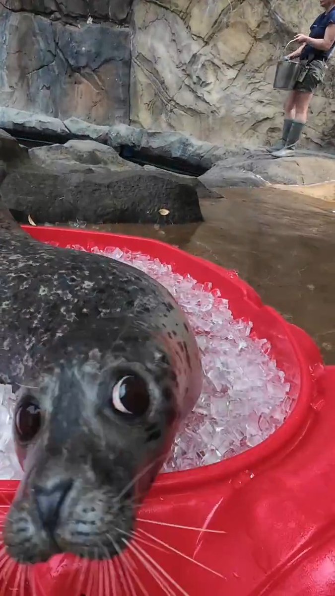 Kaya's so sealy