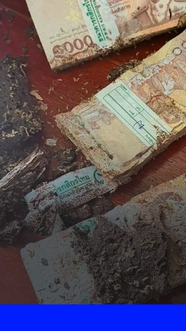 Thaïlande: elle met ses économies dans un coffre-fort, son pactole dévoré par les termites