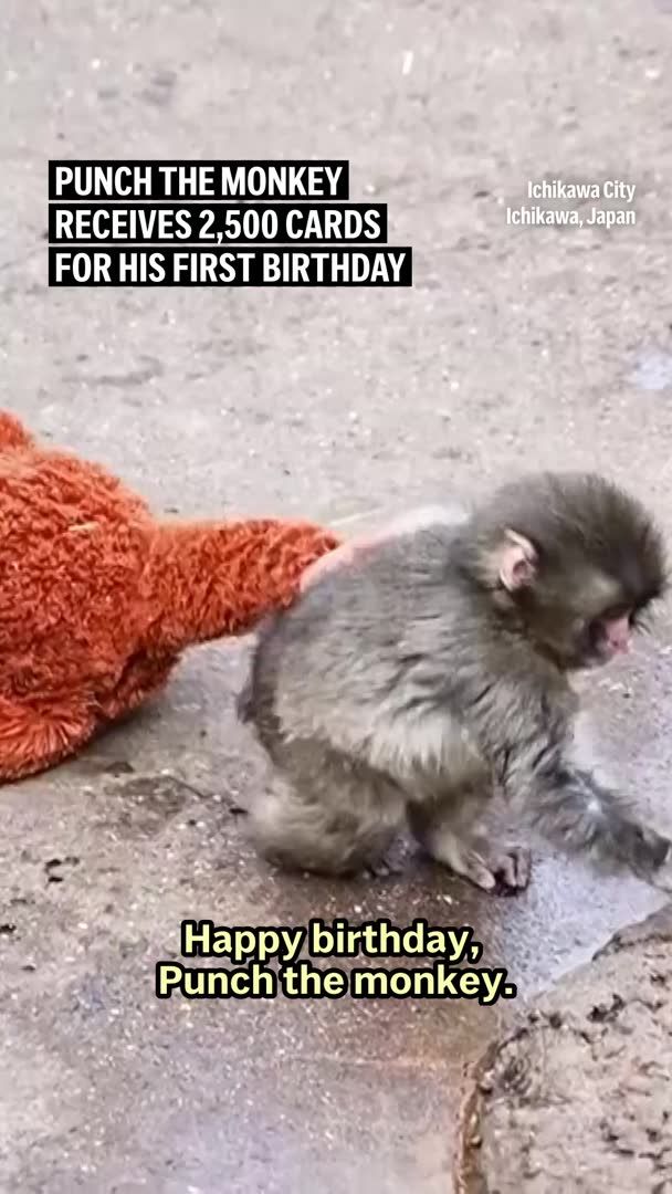 Punch, the baby Japanese macaque that captured hearts around the world after going viral earlier this year, turns 1 on Sunday.
