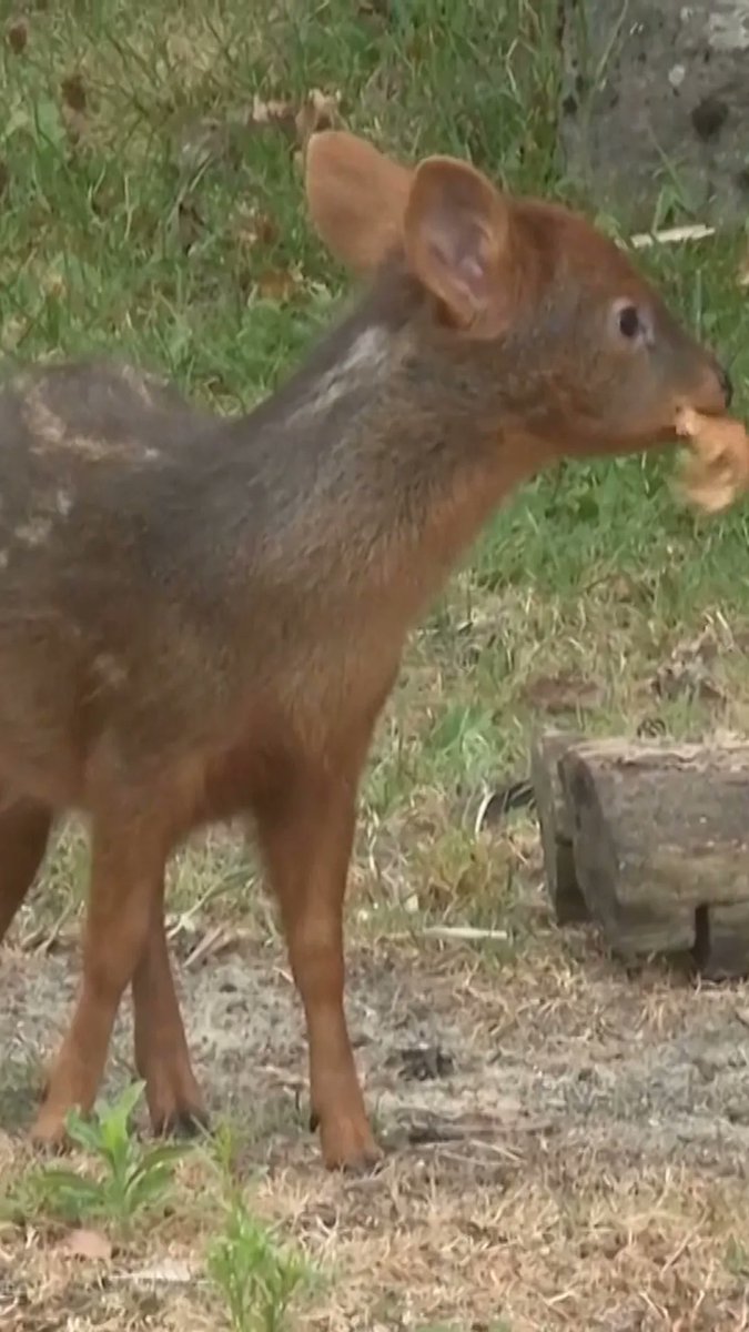 "Yenai," born on May 15, is the newest addition to the southern pudu herd at the Cologne Zoo in western Germany. The pudu species is one of the world's smallest species of deer.