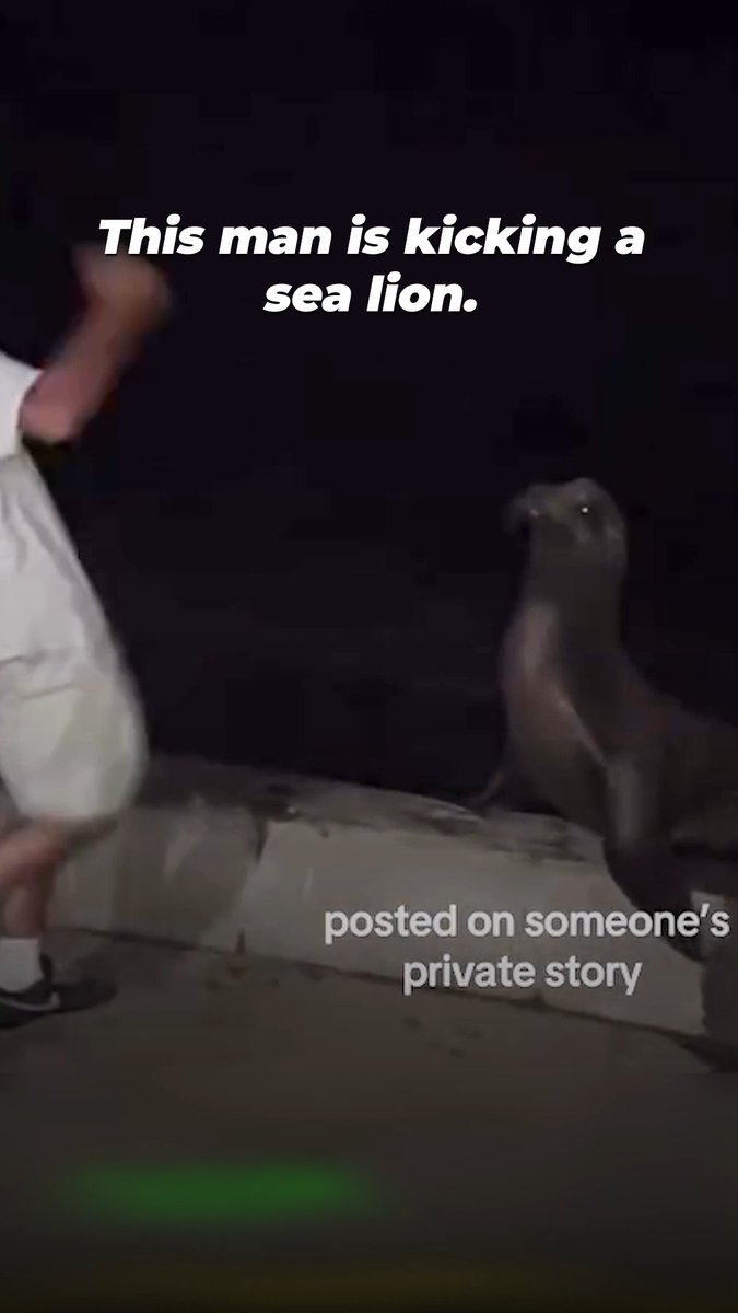 Assault is ASSAULT, no matter the species 😡 This abuser laughed while harassing and kicking a sea lion who was desperately trying to escape. Thanks to everyone who reported it; the case is now under investigation. Leave animals ALONE, and always speak up when you witness abuse.