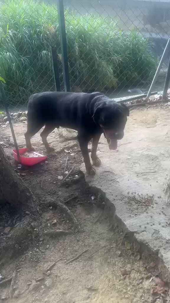 Difundo. URGENTE 🚨 Este perro cayó al guaire y fue rescatado a la altura de aproa Los Chaguramos, fue rescatado y está en el módulo policial cerca de Aproa. Por favor si alguien sabe a quién pertenece avisar que está allí esperando que lo busquen rottweiler alrededor de ocho años negro macho