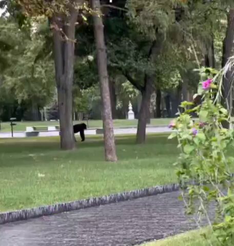 A female chimpanzee escaped from the zoo, and walked around the city, until she met a good friend and decided to return