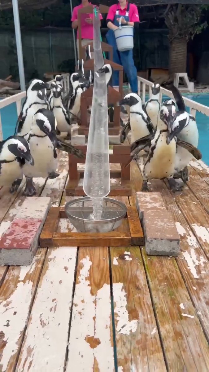 🐧【流しアジ、はじまります。】🐟 本日より、夏休みイベントがスタート！🌻 毎年恒例の「ペンギンの流しアジ」も始まります✨ SNSで大きな反響をいただいた、 なかなかアジをキャッチできなかったあの子は… 上手に食べられるようになったのでしょうか？😅 ぜひ会いに来て、 その成長を見届けてあげてください🐧 ペンギンの流しアジは いきもの広場にて毎日14:00開催！ #あわしまマリンパーク #夏休み #ケープペンギン