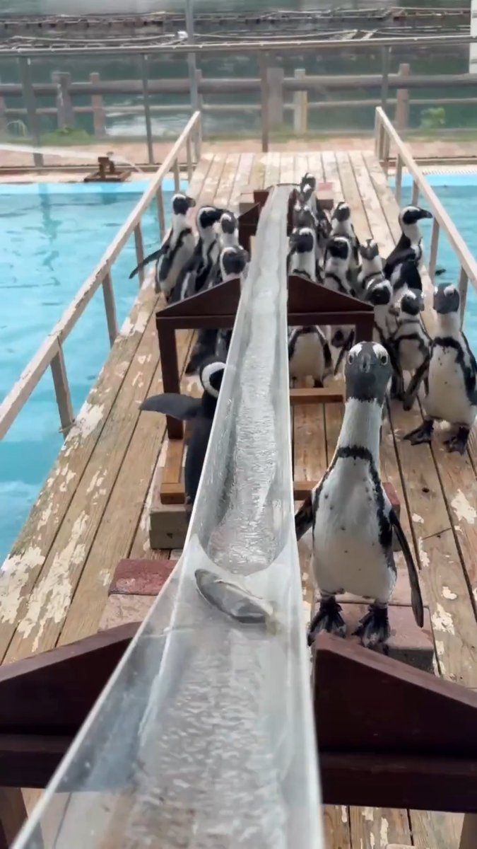 🐧【流しアジ、はじまります。】🐟 本日より、夏休みイベントがスタート!🌻 毎年恒例の「ペンギンの流しアジ」も始まります✨ SNSで大きな反響をいただいた、 なかなかアジをキャッチできなかったあの子は… 上手に食べられるようになったのでしょうか?😅 ぜひ会いに来て、 その成長を見届けてあげてください🐧 ペンギンの流しアジは いきもの広場にて毎日14:00開催! #あわしまマリンパーク #夏休み #ケープペンギン