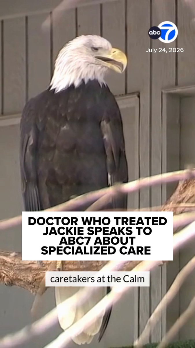Medical teams have been working around the clock to treat and diagnose Jackie's mystery illness, but she remains in critical condition. Dr. Mike Higgins helped treat the beloved bald eagle. He spoke to ABC7 about the specialized care she's been receiving.