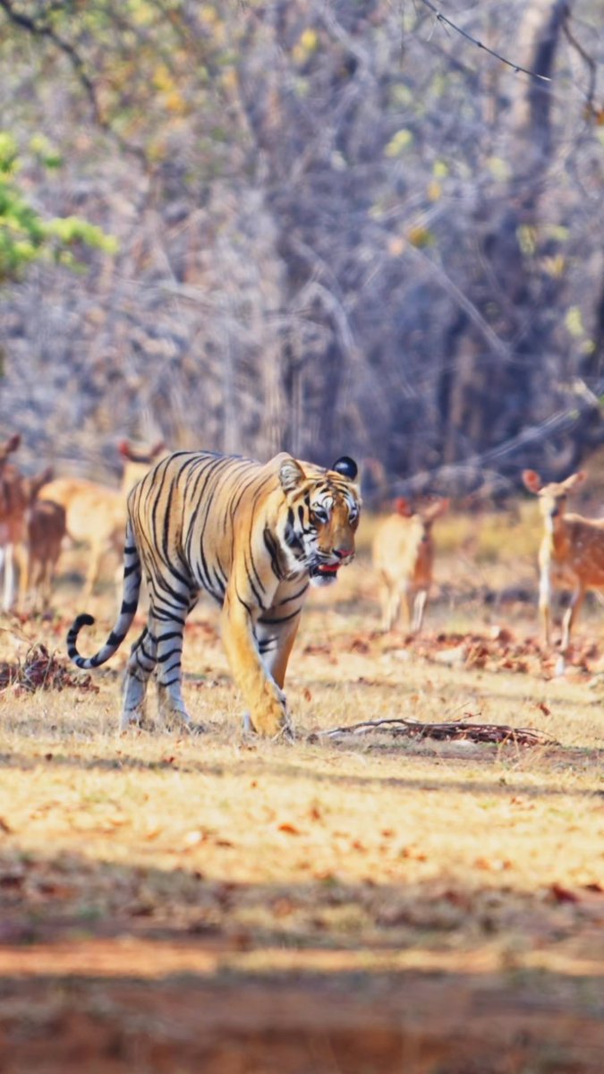 One of the most fascinating moments I’ve ever witnessed in Tadoba. 🐅🦌 A tiger was walking calmly towards our gypsy, still at a good distance. We watched him continuously for almost 5 minutes. Then something incredible happened… Instead of running away, a group of deer started following the tiger from a safe distance. The tiger even turned back 2–3 times to look at them before continuing on its way. My understanding is that once a tiger has been detected, it loses its biggest advantage stealth. By keeping the predator in sight, the deer may be ensuring it can’t disappear into cover and launch a surprise attack. A known danger can sometimes be less risky than an unseen one. But I’m curious… Why do you think the deer were following the tiger? Was the tiger already full after a successful hunt? Were the deer intentionally keeping track of the predator? Or is there another behavioral explanation? I’d love to hear the thoughts of wildlife experts and fellow safari enthusiasts. #Tadoba #Tiger