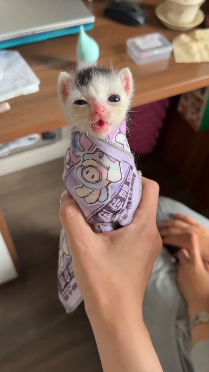 小猫咪感冒了，需要治疗