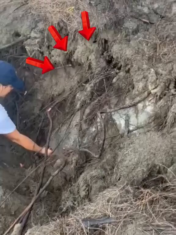 Entah apa yang terjadi hingga penyu raksasa ini terkubur hidup-hidup?Melihatnya bebas membuat saya bernafas lega.... Terimakasih orang-orang baik.