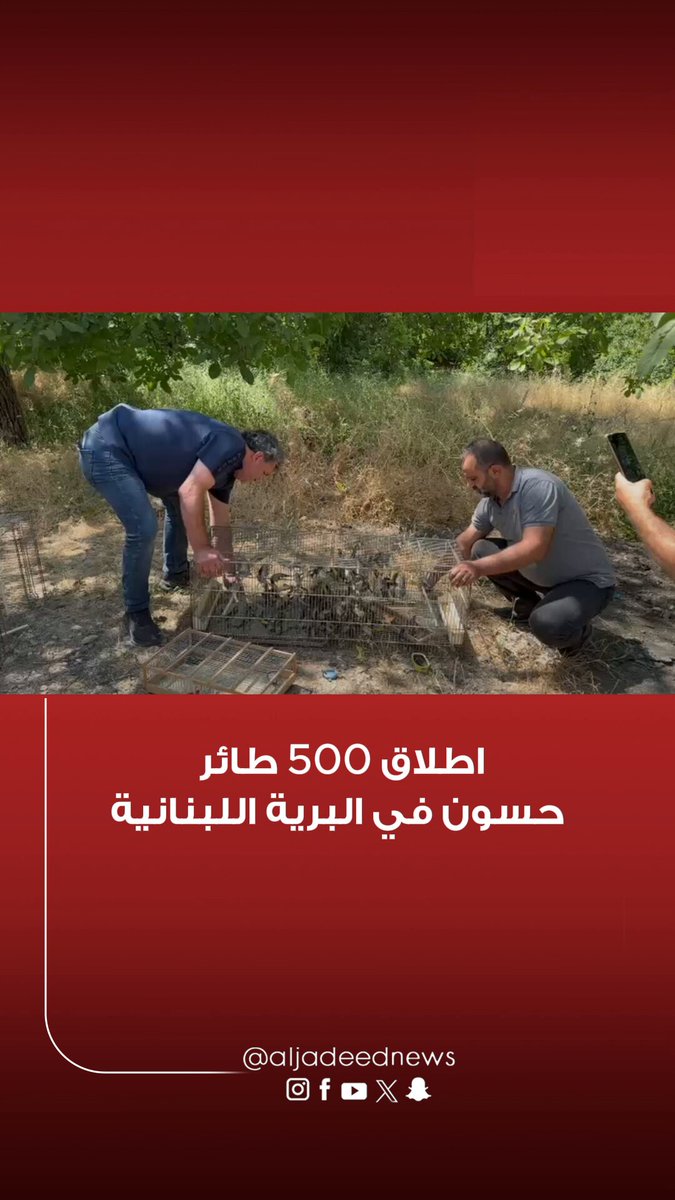 إطلاق 500 طائر حسّون في البرية اللبنانية قامت وزارة الزراعة، بالتعاون مع بلدية يحفوفا وقوى الأمن الداخلي، بإطلاق أكثر من 500 طائر من طيور الحسون في بلدة يحفوفا، وذلك في إطار الجهود الرامية إلى حماية التنوع البيولوجي والحفاظ على الحياة البرية، ومكافحة الاتجار غير المشروع بالطيور البرية. وتأتي هذه المبادرة تأكيدًا على أهمية إعادة الطيور إلى بيئتها الطبيعية وتعزيز التوازن البيئي، بما يسهم في الحفاظ على الثروة الطبيعية للأجيال القادمة. #أخبار_الجديد #لبنان