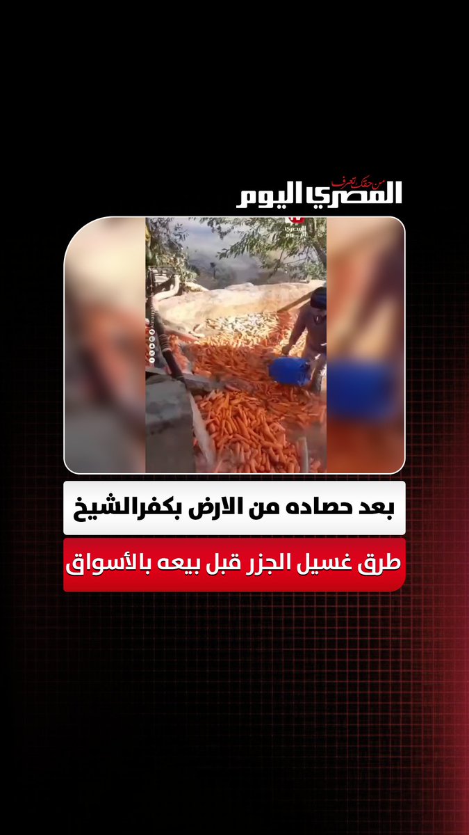 بعد حصاده من الارض بكفرالشيخ طرق غسيل الجزر قبل بيعه بالأسواق تصوير: أحمد داود