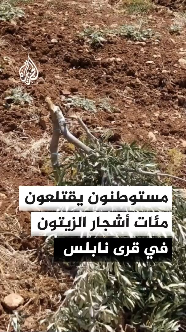 مستوطنون يقتلعون مئات أشجار الزيتون في أراضي قرى جنوب نابلس بدعم من قوات الاحتلال ضمن اعتداءات إسرائيلية متواصلة في الضفة الغربية #الأخبار