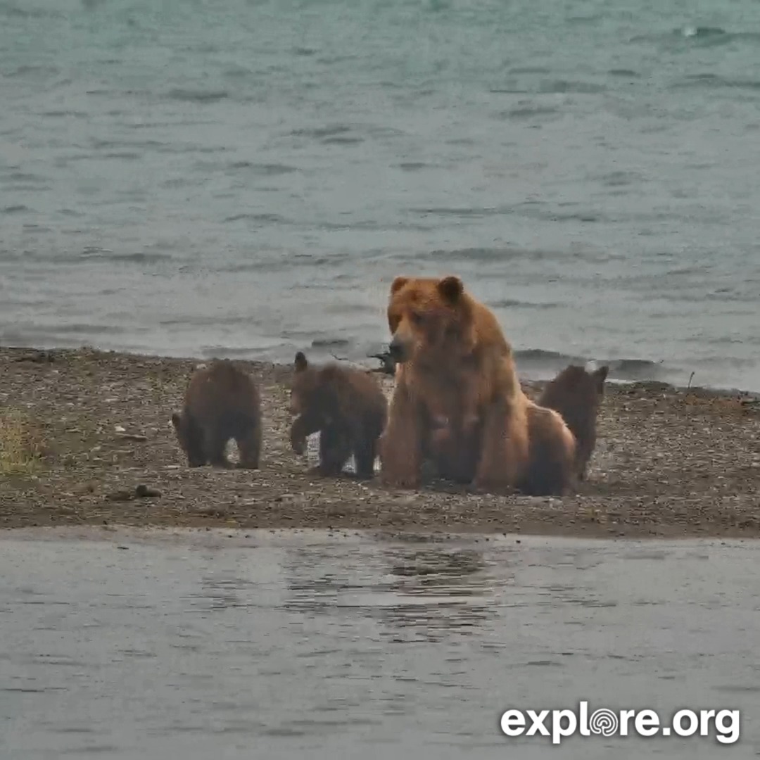 Bear 132 works hard to keep her family whole 💚 It's not easy wrangling three spring cubs.