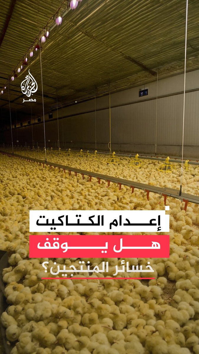 اتحاد منتجي الدواجن يكشف عن إعدام كتاكيت في السوق بعد خسائر مالية يتكبدها المنتجون وسط تحذيرات من زيادة التخارج من منظومة الإنتاج #فيديو