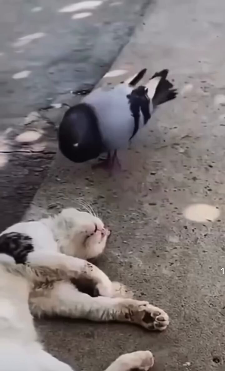 cat's reaction
