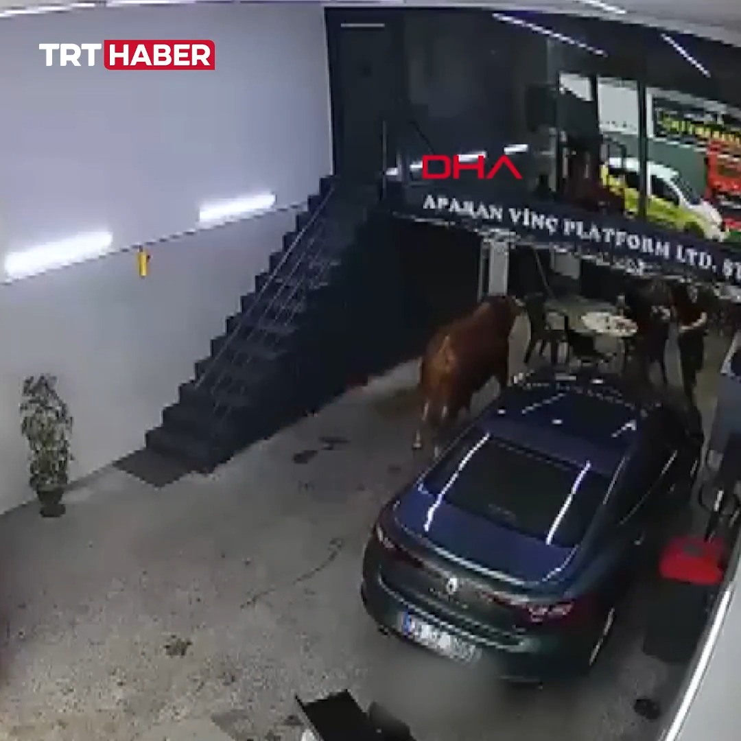 İstanbul Ümraniye'de sahibinin elinden kaçan boğa, sanayideki bir dükkâna girdi. Boğa, esnafın yardımıyla yakalandı.