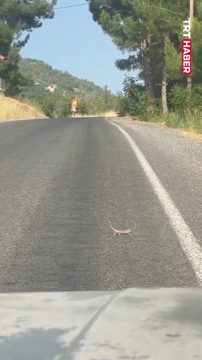 Yol verdi ama takılmadan da edemedi.🦎 📌"İki ileri bir geri gidiyor bu da gardaşım ya. Hadi hızlan, kostak kostak yeri yeri..." 📍Kahramanmaraş