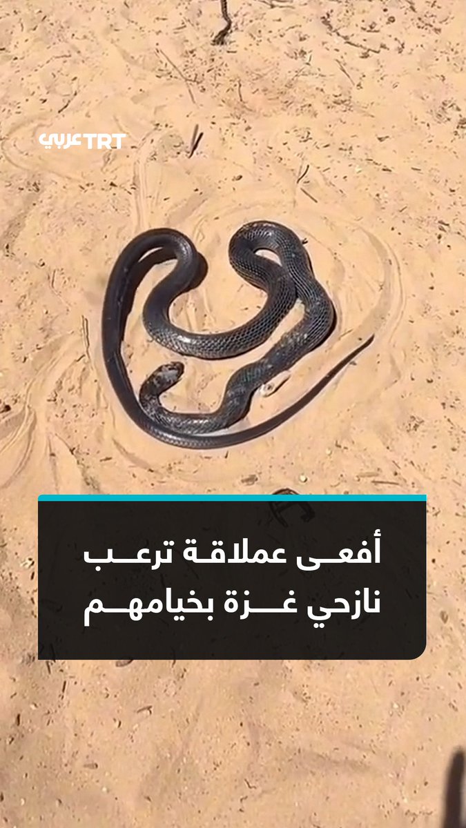 في ظل موجات الحرّ.. فيديو متداولٌ لناشطٍ فلسطينيّ يحاول التخلص من أفعى ضخمةٍ تتجول بين خيام النازحين المهترئة في قطاع غزة #تفاعل ليصل إليك كل جديد