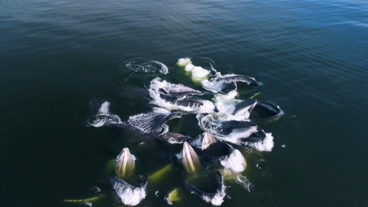 WATCH: Humpback whales feeding as a group. 🐋 These whales can sometimes be observed using a technique called “bubble-netting” where they herd schools of fish together, trapping them in a “net” of bubbles. They then swim upward with their mouths open wide to feed!