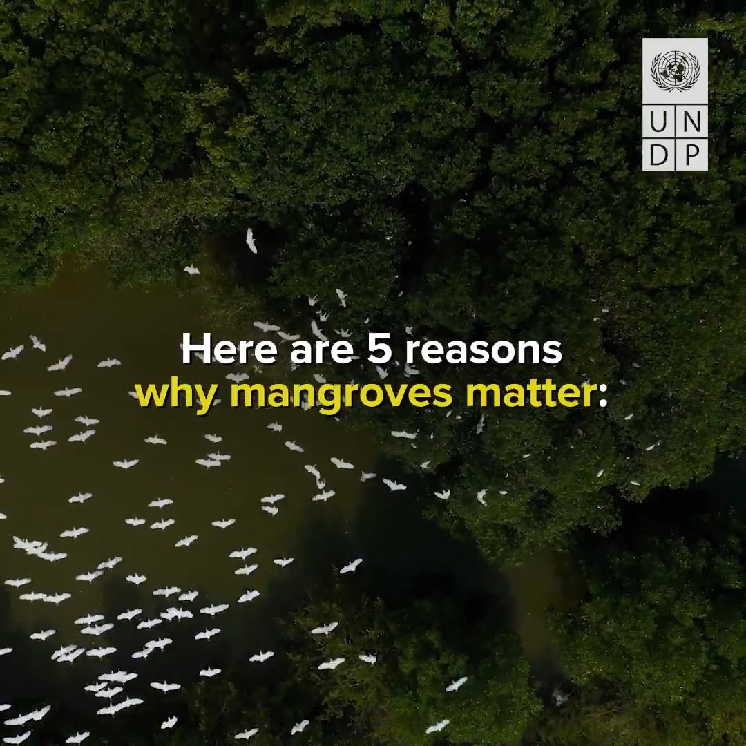 Healthy mangroves = healthy 🌎. They absorb carbon, protect livelihoods and support wildlife. This #MangroveDay, learn how mangroves help build a more sustainable future.