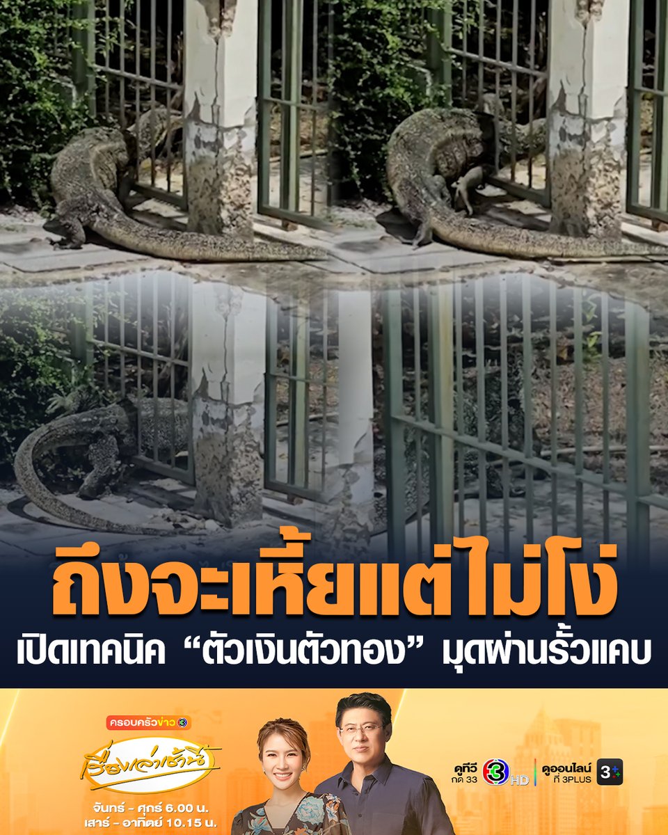 #เรื่องเล่าเช้านี้ ช่างภาพสัตว์ป่าชื่อดัง เปิดเทคนิค “ตัวเงินตัวทอง” หรือ “ตัวเหี้ย” ไซส์ยักษ์ เอียงตัวมุดผ่านรั้วแคบเข้าบ้านคน โดนแซวถึงจะเหี้ยแต่ไม่โง่ #ข่าวช่อง3 #ตัวเหี้ย #ตัวเงินตัวทอง