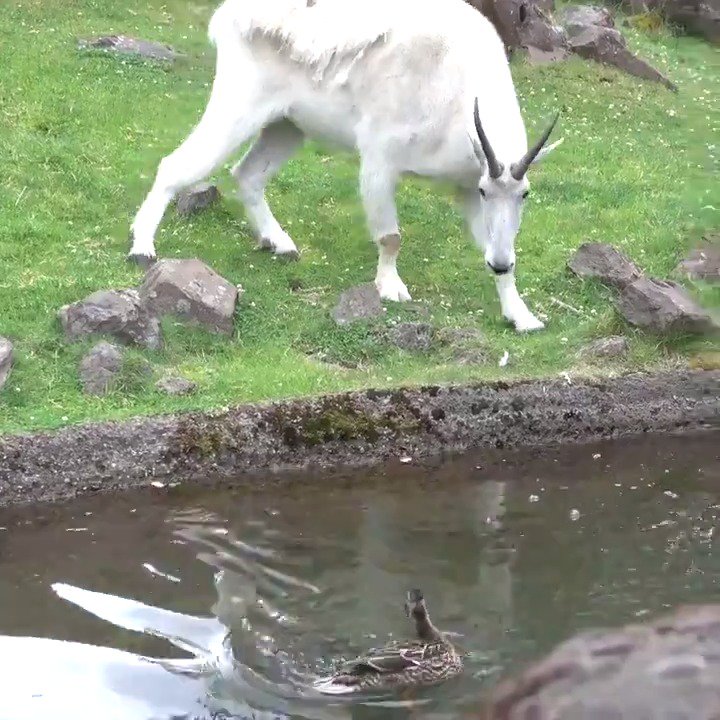 オレゴン動物園では、シロイワヤギのいるエリアで、野生のマガモが子育てをしたことがありました。外敵がいない安全な場所であり、泳げる池もあるので、選ばれたようです