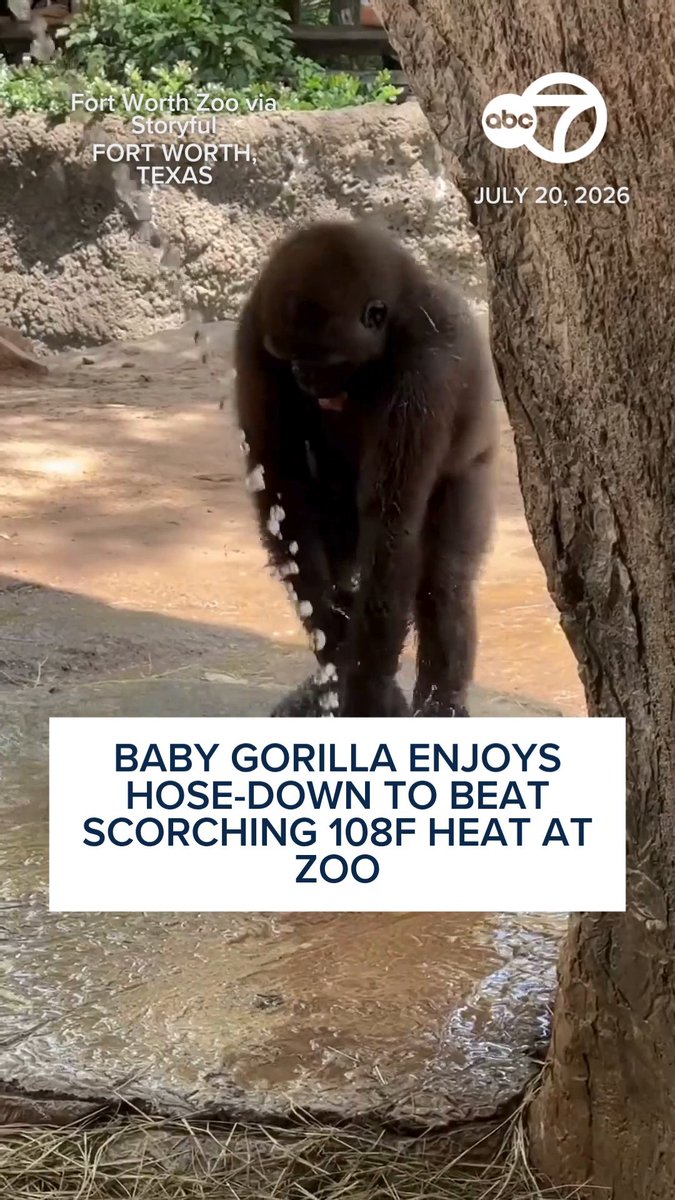 A baby gorilla enjoyed being hosed down at Texas’s Fort Worth Zoo as temperatures soared above 108 degrees Fahrenheit on July 20. 🦍💧🌞