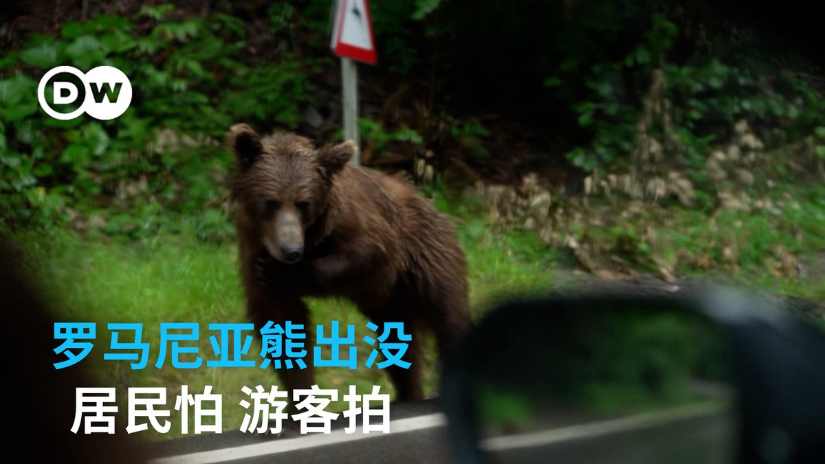 罗马尼亚喀尔巴阡山脉是该国自然保护区，也是欧洲生物多样性最丰富的地区之一，孕育着棕熊等野生动物。近些年却频发棕熊进入公路及畜牧区的事件，自驾游游客把能偶遇熊出没当作是旅途惊喜，甚至开窗投喂或下车拍照，其间不乏有人员死伤事件发生。