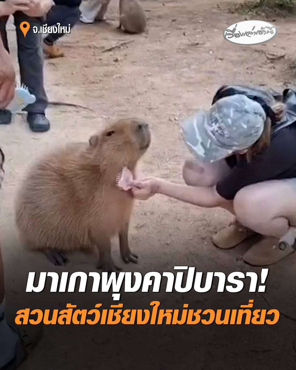 สวนสัตว์เชียงใหม่เปิดกิจกรรมสุดพิเศษ “เกาพุงคาปิบารา” ชวนเที่ยววันหยุดยาว 28-30 ก.ค.นี้ เด็กเข้าฟรี มอบความสุขให้เด็กเยาวชนและครอบครัว #เรื่องเล่าเช้านี้ #ครอบครัวข่าว3 #ข่าวภูมิภาค #เชียงใหม่