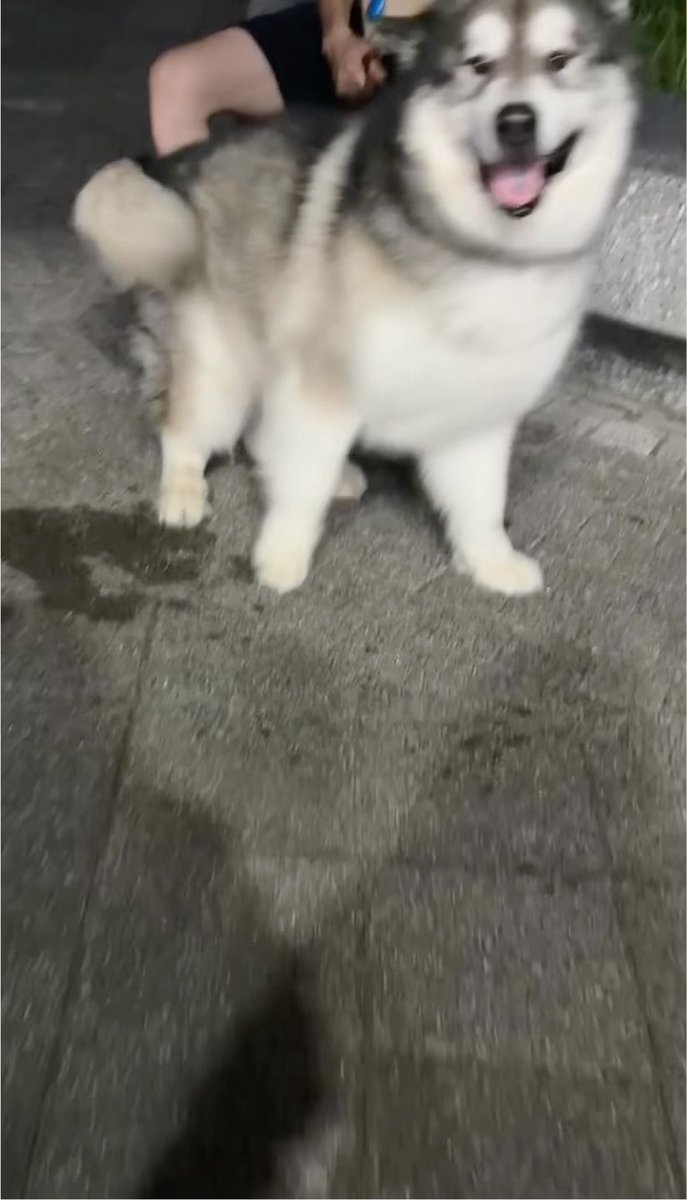 友人の結婚式へ行ってた飼い主と帰りを待つアルの「ただいま」と「おかえり」