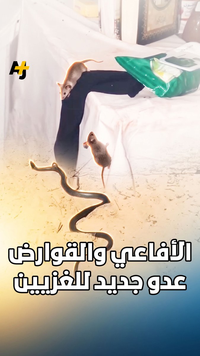 بالتزامن مع موجات الحرّ الصيفية.. يوثق نازحون في غزة انتشار الثعابين والقوارض بين خيامهم، ما يعمق معاناتهم في ظل ظروف إنسانية قاسية.
