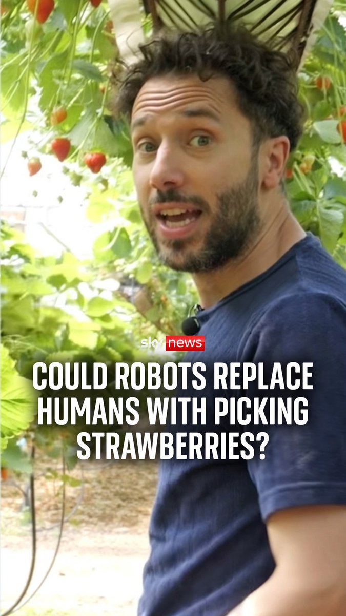 Could robots replace humans picking strawberries? Sky's Rowland Manthorpe went to Tiptree Farm in Essex, where strawberries have been hand-picked for almost 300 years. But this may be about to change. Watch his full report ⬇️