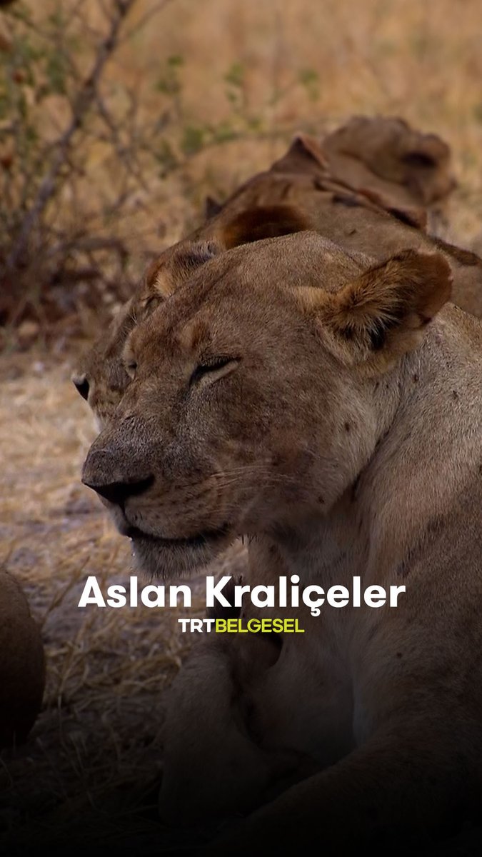 Dişi aslanlar ile mandaların mücadelesi 🐃 “Aslan Kraliçeler”, 18.55'te TRT Belgesel’de