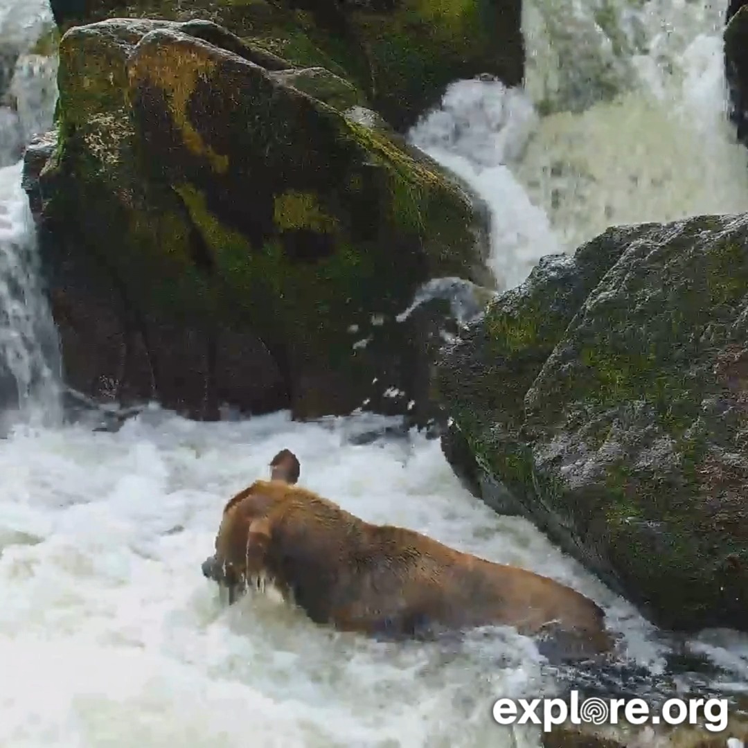 The natural landscape is Scuba Sue's plate on the Anan bear cam 🍽️