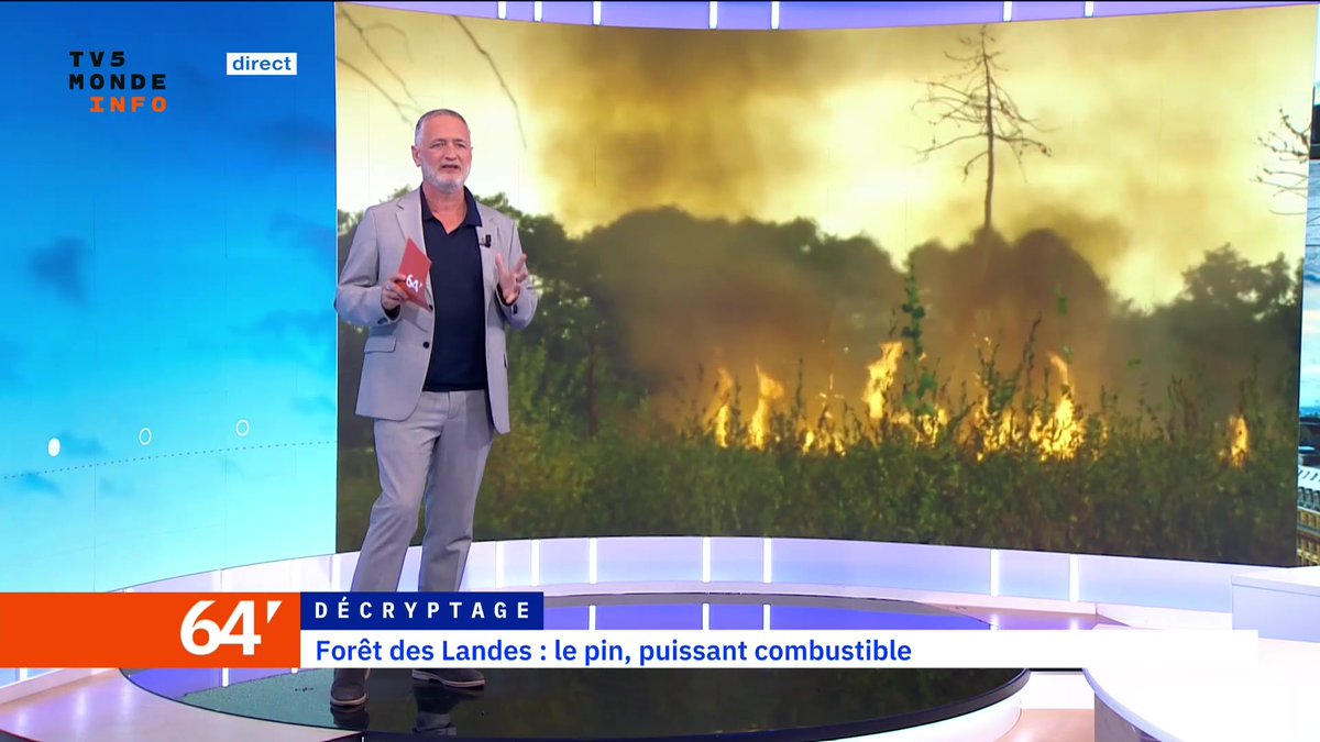 Les Landes paient aujourd'hui encore la décision d'assécher la région en plantant des pins. Explications sur un désastre écologique.