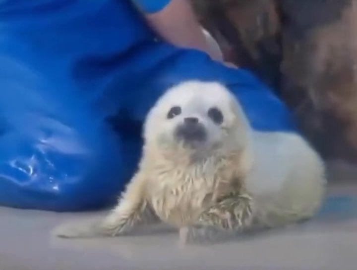 baby seal got happy when it was dried off with a towel